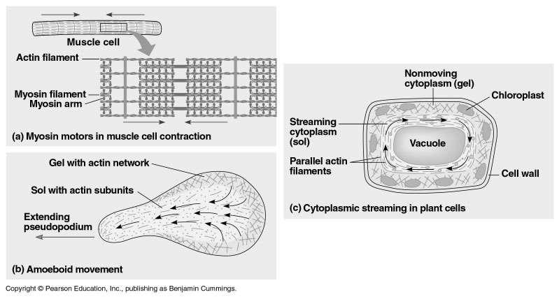 movement, formation, and maintenance of cell shape Microfilaments and Motility Intermediate Filaments Only in animal
