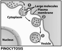 Large molecules Movement is into cells Types of endocytosis bulk-phase (nonspecific)