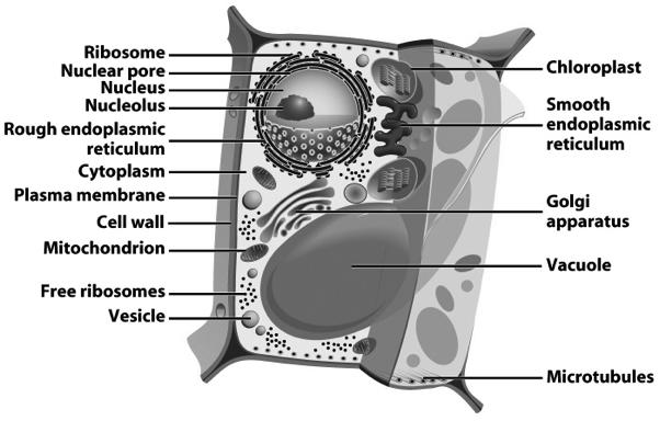 Representative Plant Cell Plasma Membrane Contains cell contents Double layer of phospholipids &