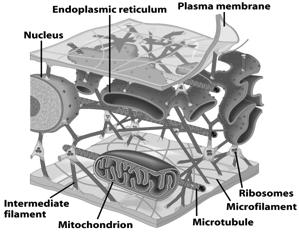 components of cytoplasm Interconnected filaments & fibers