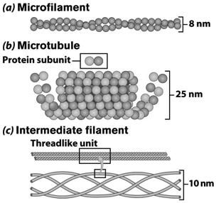 Filaments & fibers Made of 3 fiber types Microfilaments