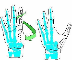 Replantation of the thumb Indications: (1) thumb should be replanted as it comprise more than 50% of