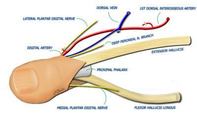 through the palm, wrist or the forearm(5) amputation distal to the insertion of the proximal