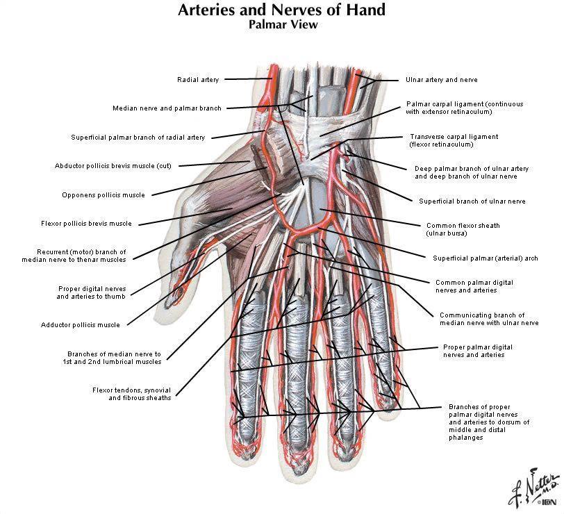 Occlude both ulnar and radial arteries and have patient make fist Open hand Release ulnar
