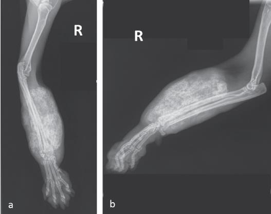 Klasifikacija neoplazmi skeleta pasa i mačaka - Osteomi - Hondrom (retko) - Enhondrom BENIGNE - Osteohondromi (solitarni ili multipli) - Osteohondromatoza (mačke) MALIGNE - Periostealni osteosarkom -