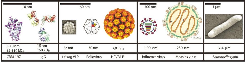 Vaccine Antigens: Complex Macromolecular Structures Review: Kumru O et al, Biologicals 42: 237 (2014) Live, Attenuated Virus: Measles, Mumps, Rubella, Varicella, Yellow Fever, Vaccinia, Rotavirus,