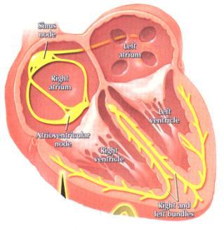 Remember the conduction system of the heart Cardiac Arrhythmias Cardiac arrhythmias are the most common cause of death immediately following MI.