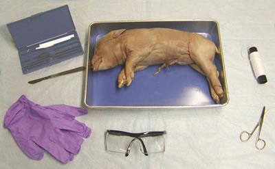 Fetal Pig Dissection Packet Name Period * Each person will turn in his/her own packet You may use the Virtual Fetal Pig Dissection website from Whitman College as a visual reference for all stages of