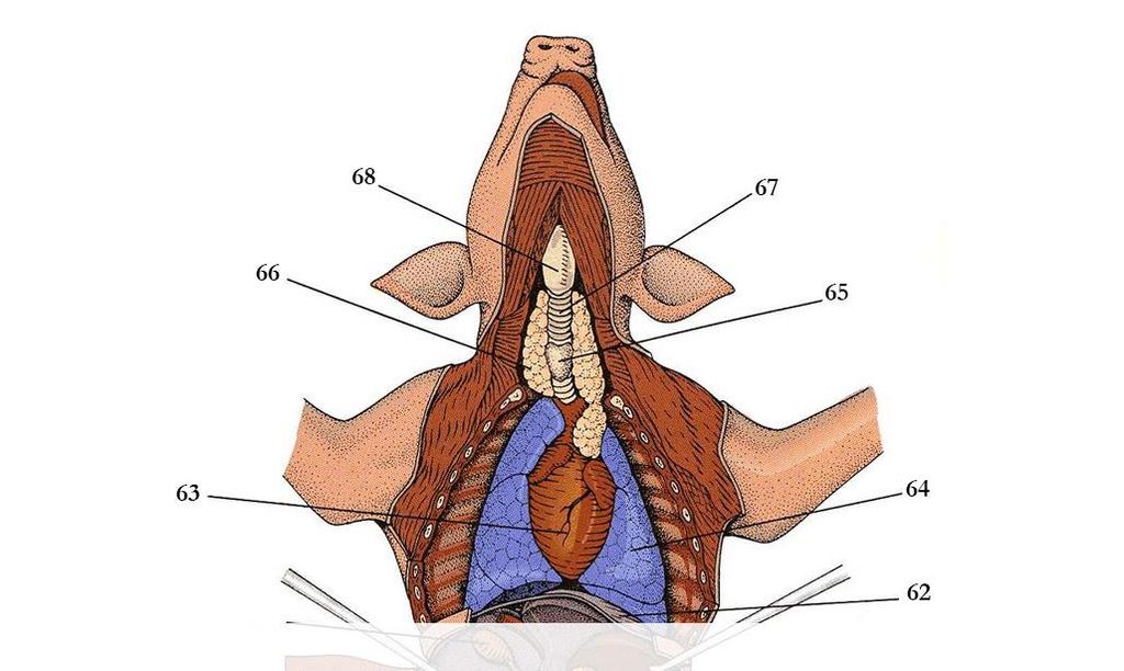 Fetal Pig Dissection: Thoracic Cavity You may need to cut through the pig's sternum and expose the chest cavity (thoracic cavity) to view.