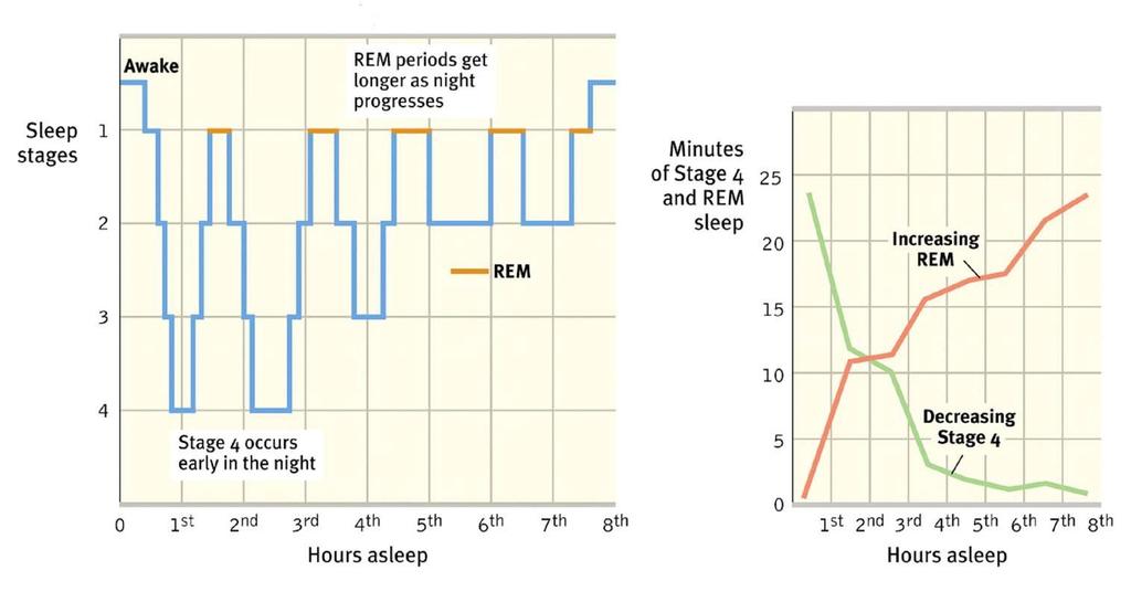 Sleep cycle: stages of sleep With each 90-minute cycle,