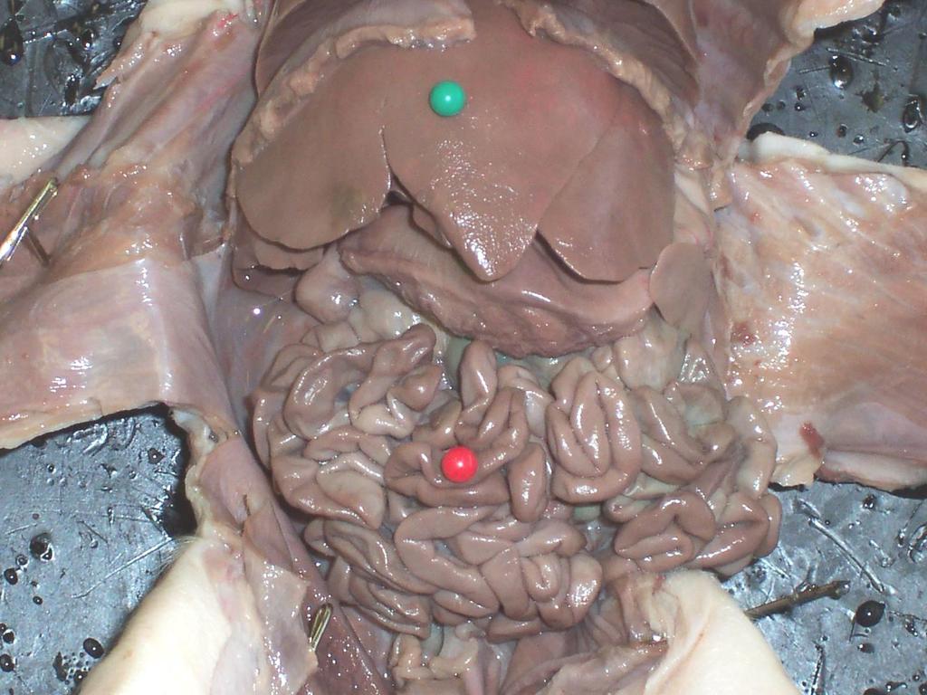 Green: Liver; Red: Small Intestines with