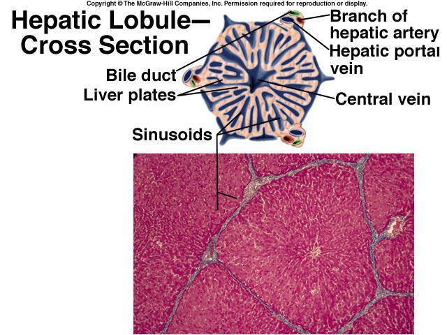 Liver Histology: Hepatic Lobule = take a look at