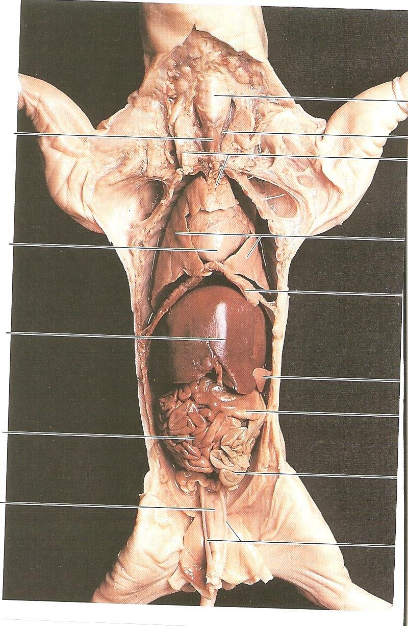 Thyroid gland Larynx Trachea Thymus gland Heart Liver Small Intestine Urinary (allantoic) Bladder