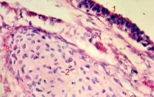X45 1. Pseudo stratified ciliated columnar cells 2.