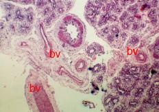 bv Developing blood vessels Figure9 Foetus 16weeks (CRL-80mm) H&E, X5 IV. Discussion Histogenesis of human foetal lung has been described by many investigators, as determined by light microscopy.