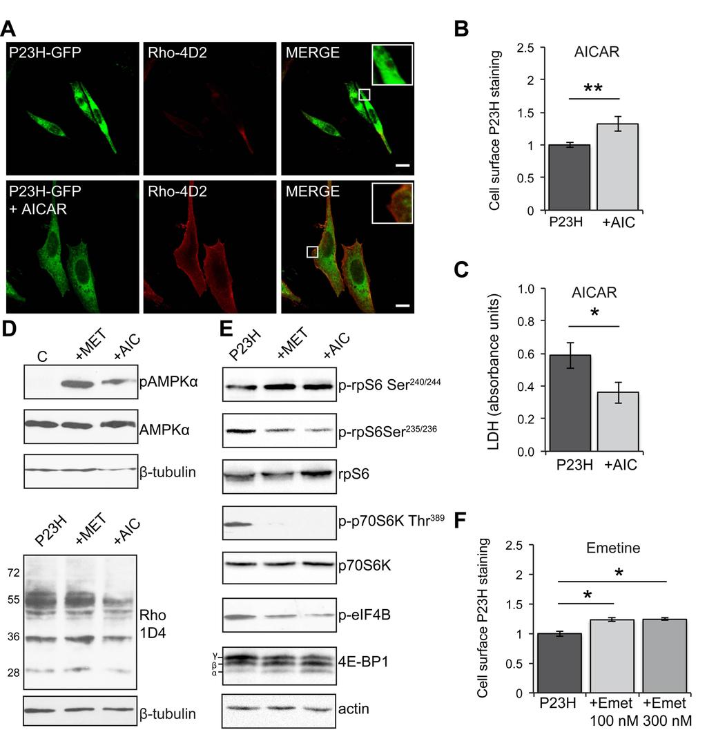 Supplementary Material Rescue of mutant rhodopsin traffic by metformin-induced AMPK activation accelerates photoreceptor degeneration Athanasiou et al Supplementary Figure 1.