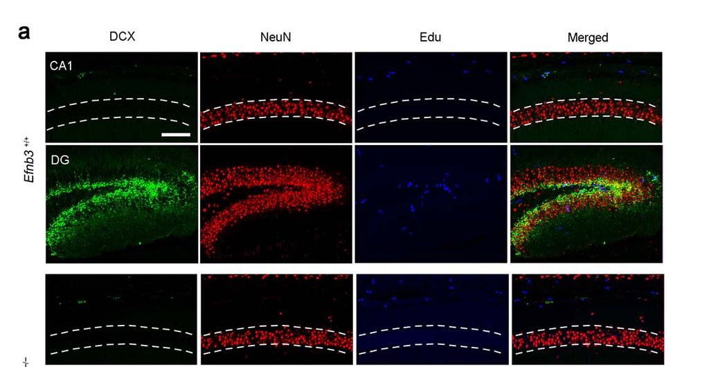Zhu et al, page 4 Supplementary Figure 4: Hippocampal neurogenesis and proliferation during postnatal days of Efnb3 +/+ and Efnb3 / mice.