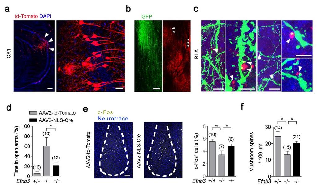 Zhu et al, page 9 Supplementary Figure 9: Specific rescue of ephrin-b3 in CA1 neurons restores innate defensive reaction.