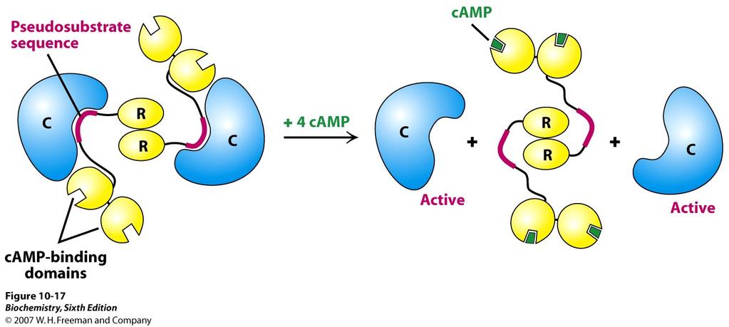 Epinephrine binding activates G s by promoting GDP GTP exchange. 5 G s binds to activates Adenylate cyclase, which catalyzes the formation of the secondary messenger, camp.