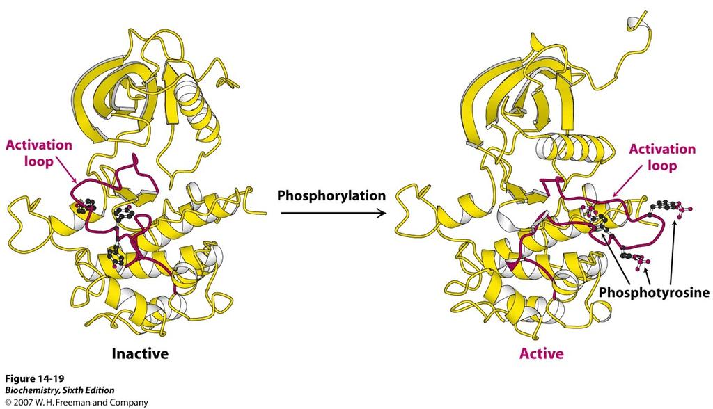 The substrate for the kinase is the kinase itself. Which in turn, is activated to phosphorylate other substrates 17 These other substrates include the insulin receptor substrates (IRS).