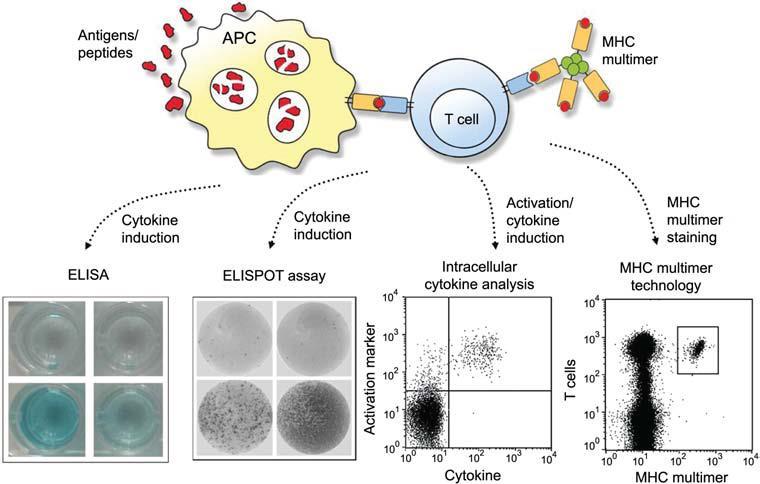 Specific CMI Assays: Characterizing CMV-specific T cells Assays based on measurement of IFN-γ
