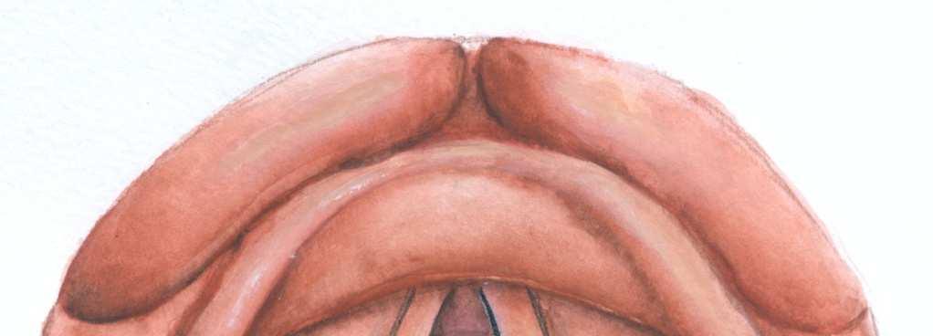 Larynx base of tongue