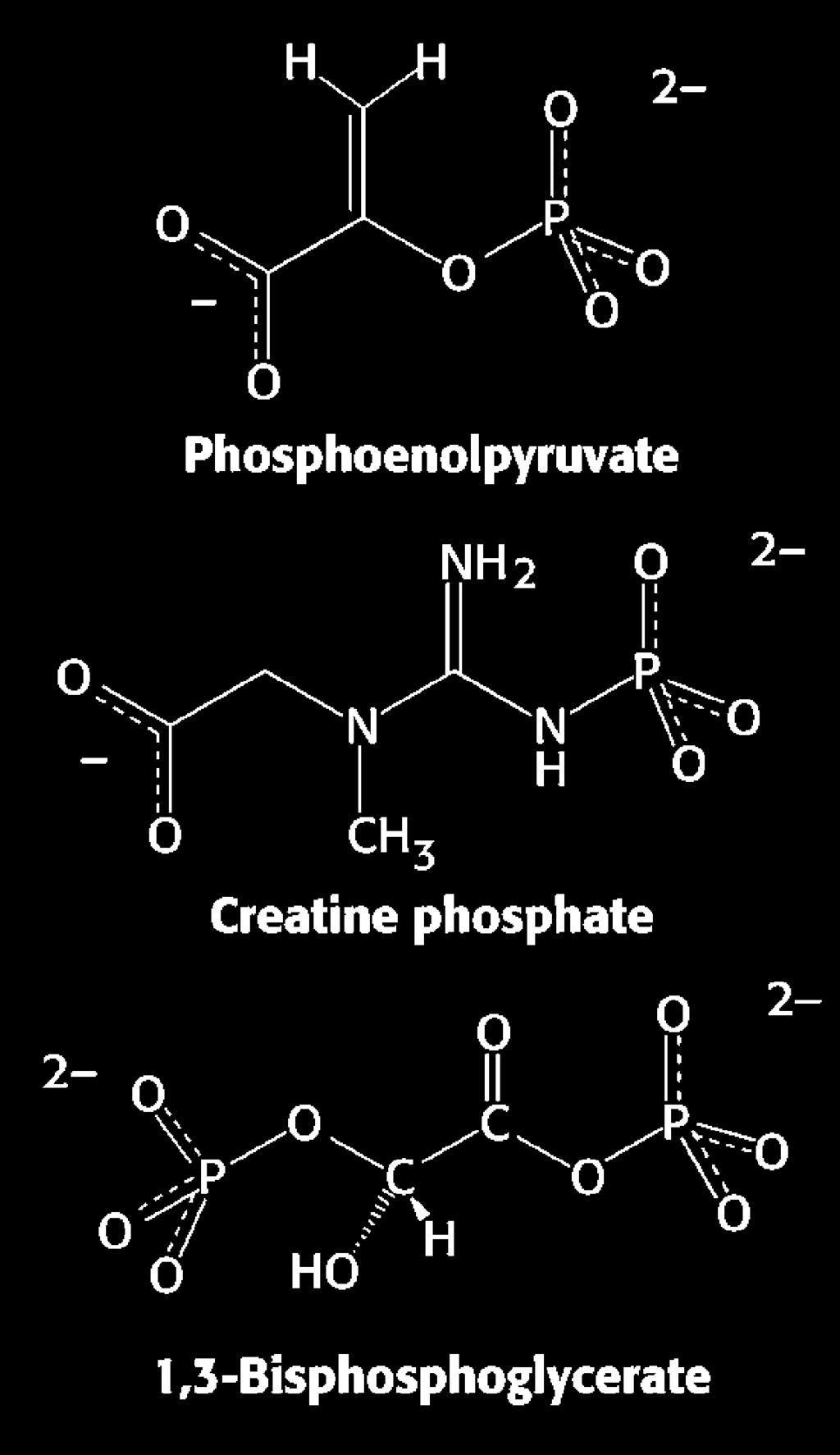 molelcules with favorable phosphoryl transferase energies 23 23