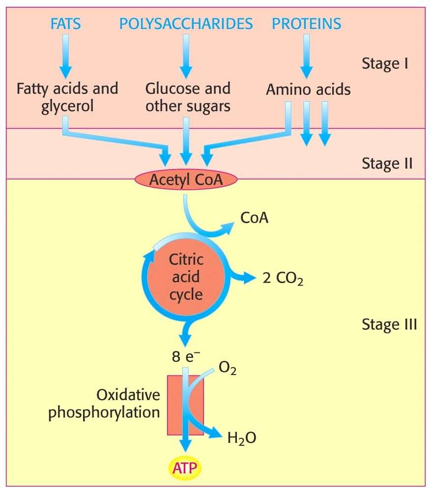 Key reactions are reiterated throughout metabolism. Metabolic processes are regulated in three principle way.
