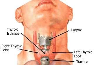 2. OPŠTI DEO 2.1 ANATOMIJA TIREOIDNE ŽLEZDE Štitna žlezda (tireoidea), smeštena ispod larinksa, sa obe strane i ispred traheje, jedna je od najvećih endokrinih žlezdi.