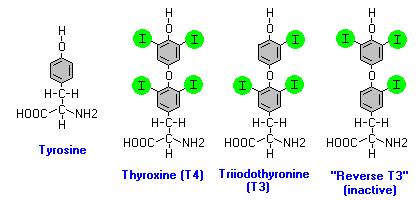 2.2 HORMONI TIREOIDNE ŽLEZDE Tireoidna žlezda luči dva hormona, tiroksin (3,5,3, 5 L tetrajodtironin) i trijodtironin (3,5, 3 L trijodotironin) poznata kao T4 odnosno T3.