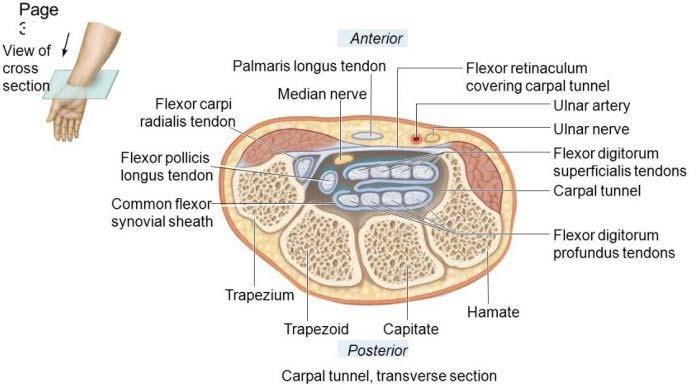 nerve Motor innervation 1st and 2nd lumbricals Thenar muscles Sensory innervation 1st 3rd and
