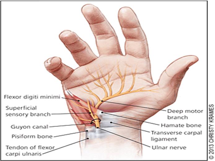 Clinical Anatomy Ulnar nerve Motor 3rd and 4th lumbricals Plamar and dorsal