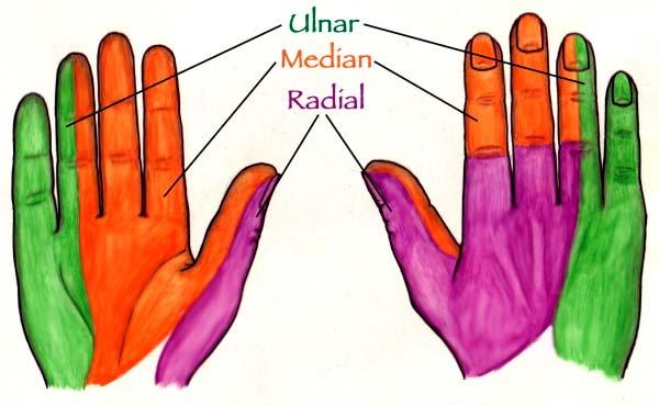 Essentials Sensory Testing Radial Nerve Dorsum of hand from 3 rd digit to the thumb Median Nerve Palmar