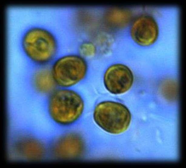 produced by microalgae and