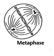 METAPHASE spindle fibers attach at each centromere