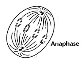 ANAPHASE chromatids are pulled apart by spindle fibers
