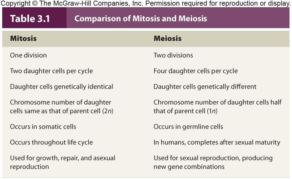 Comparison of Mitosis