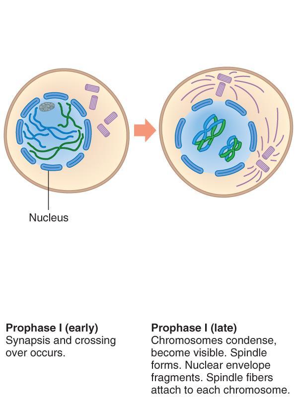Prophase I Homologs pair-up and undergo crossing over