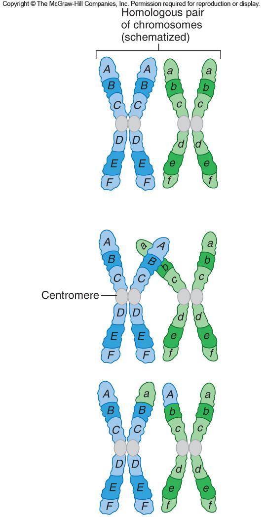 Crossing-over Paired chromosomes (homologs) exchange genetic information Results