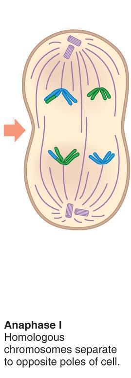 Anaphase I Homologs separate and move to opposite poles of the