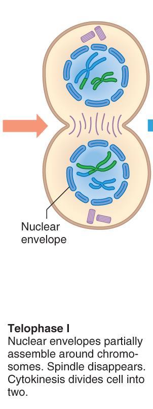 Telophase I Nuclear envelope (membrane) reforms Spindle