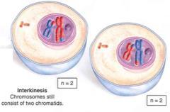 Interkinesis A short interphase between the two meiotic divisions Chromosomes unfold into