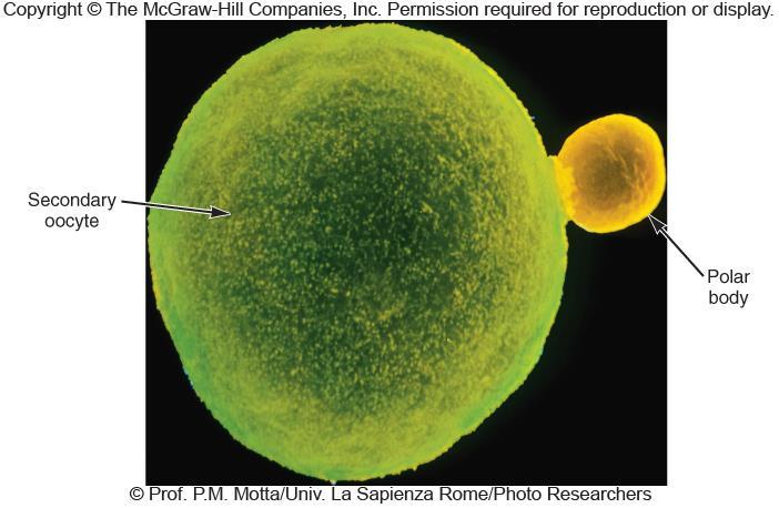 Oogenesis A diploid oogonium (stem cell) divides by mitosis to produce another stem cell and a cell that specializes into a primary oocyte In meiosis I, the primary oocyte