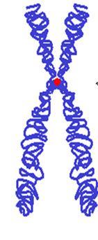 Chromosome Structure Centromere attaches