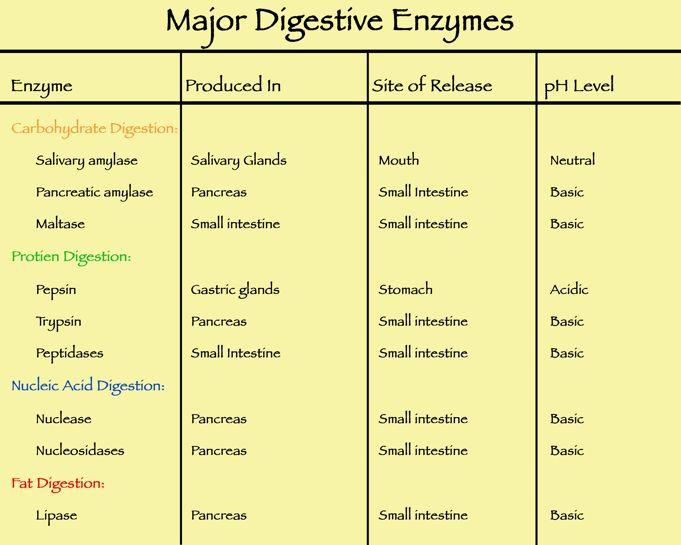 So where are different enzyme found in