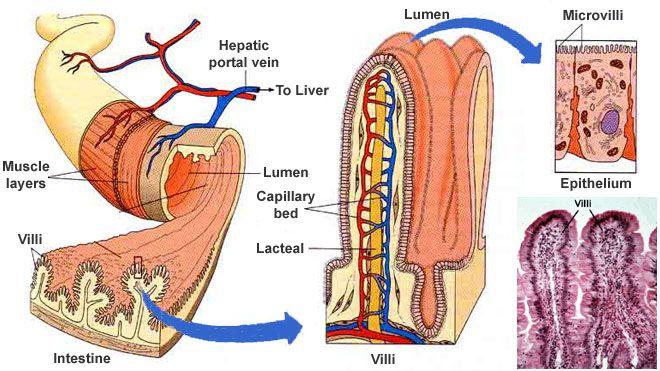 How does absorption from the small intestine work?