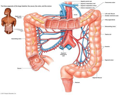 What does the large intestine do? Before entering the large intestine, material passes by the appendix. What is the role of an appendix?