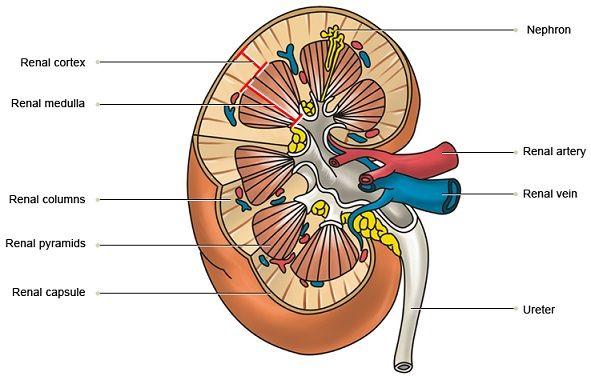 How does a kidney work?