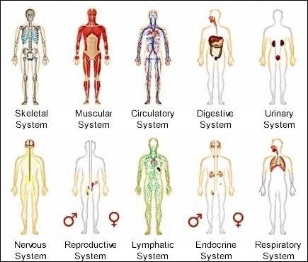 How many different human body systems are there? What do they do?