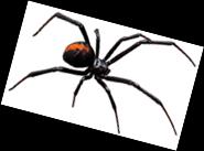 Black Widow Sting Symptoms Stinging sensation